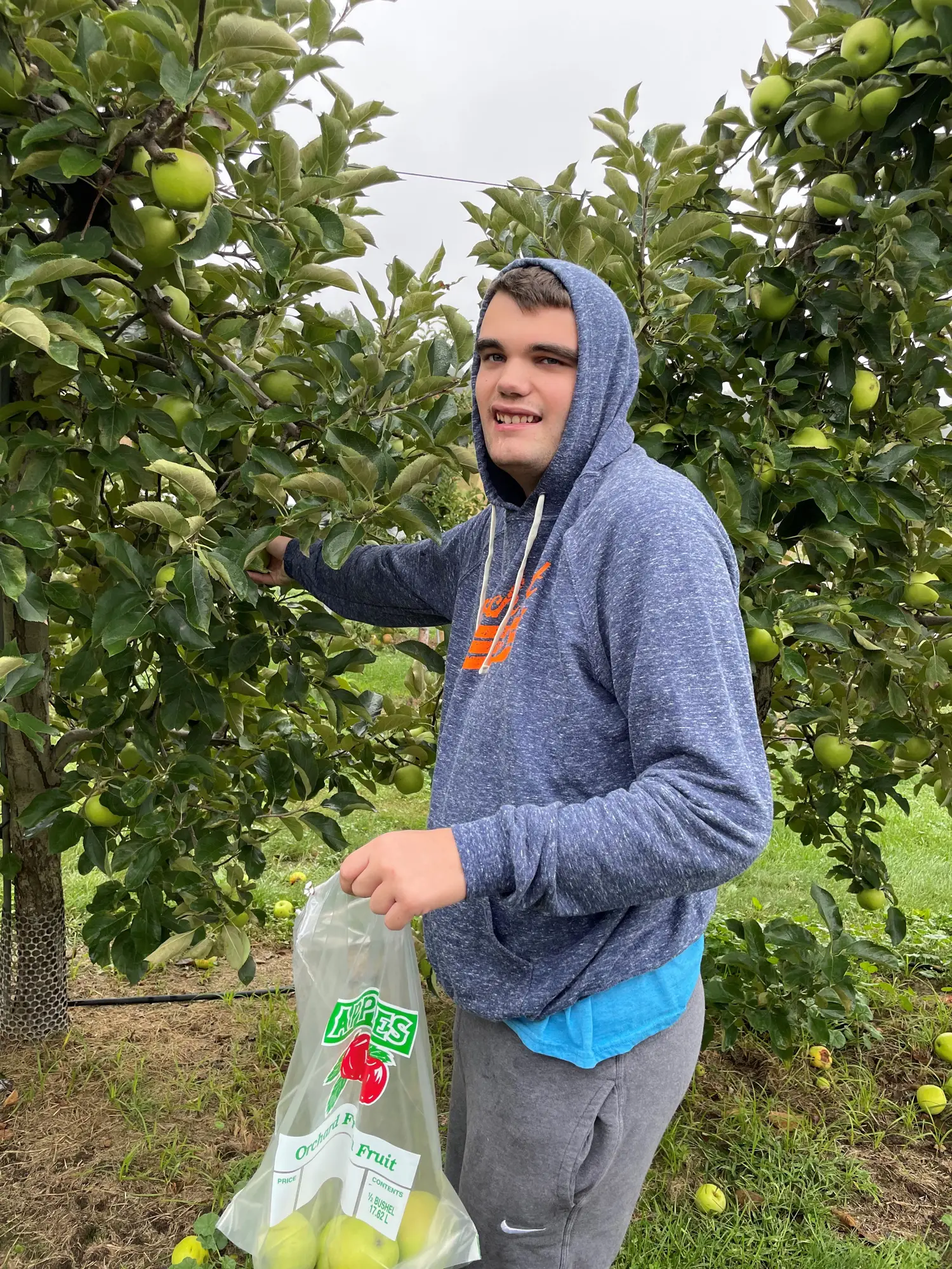 apple-picking